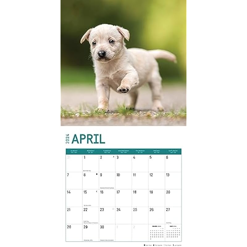 2024 Puppies Monthly Wall Calendar by Bright Day, 12 x 12 Inch
