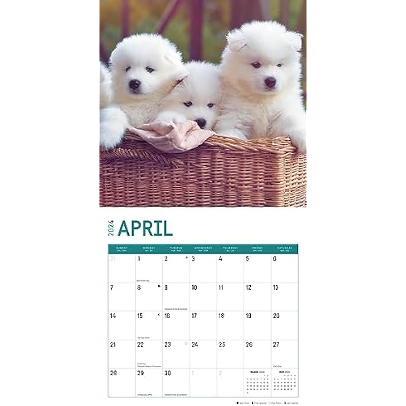 2024 Puppies Monthly Wall Calendar by Bright Day, 12 x 12 Inch