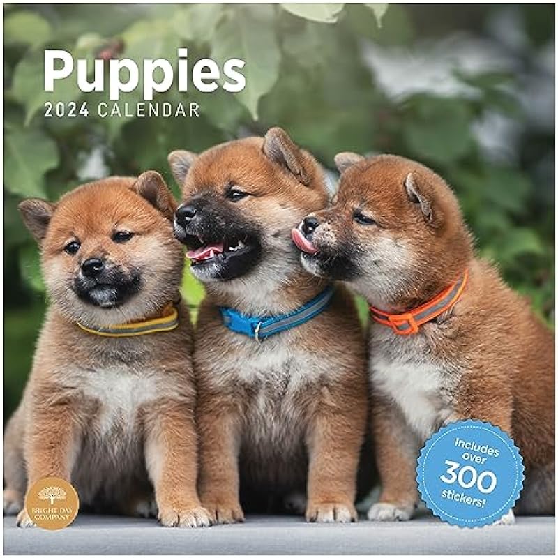 2024 Puppies Monthly Wall Calendar by Bright Day, 12 x 12 Inch