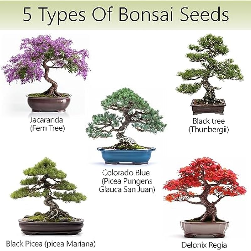 Bonsai Tree Kit – 5X + 1 Unique Japanese Bonzai Trees | Complete Indoor Starter Kit for Growing Plants with Bonsai Seeds, Tools & Planters – Gardening Gifts for Women & Men