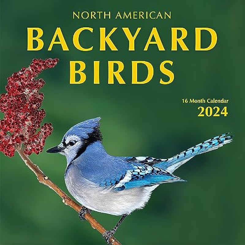 2024 Backyard Birds Hangable Wall Calendar Monthly – 12″ x 24″ Open – North America Beautiful Wildlife Majestic Bird Photo Gift – Forest Birds Nature Photography – Secret Santa Office Gifting for Him Her- Including Cardinal Blue Jay Oriole Sturdy Thick Large Full Page 16 Months for Organizing & Planning