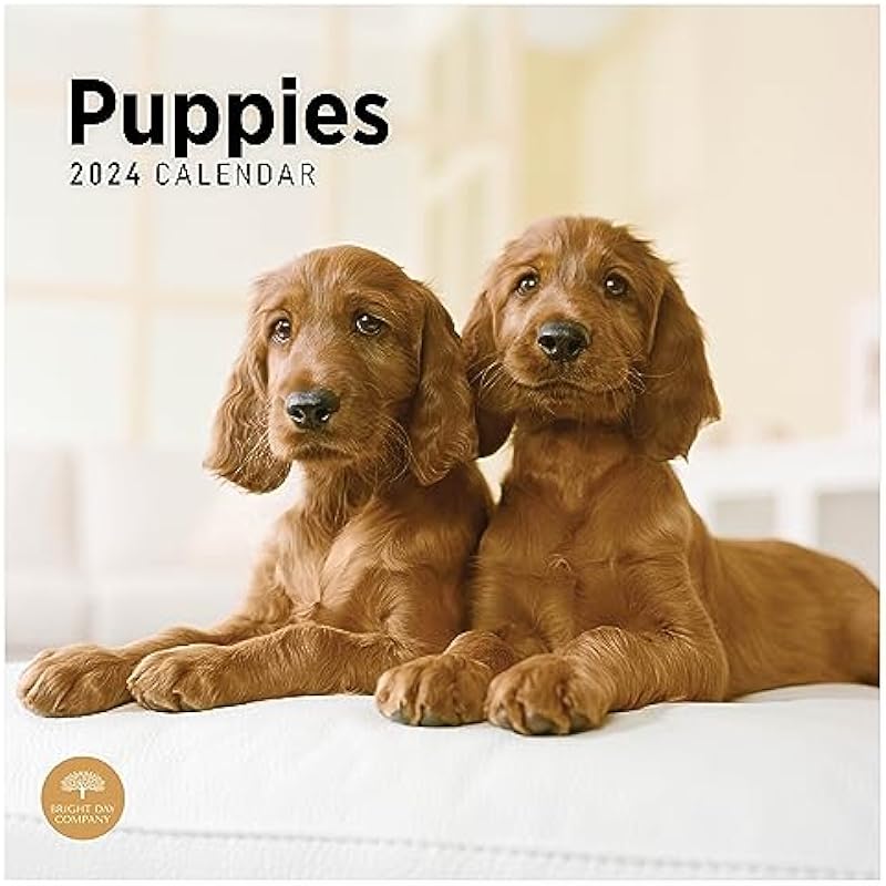 2024 Puppies Monthly Wall Calendar by Bright Day, 12 x 12 Inch