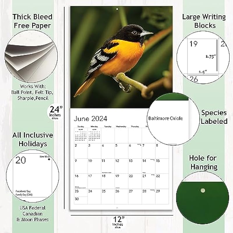 2024 Backyard Birds Hangable Wall Calendar Monthly – 12″ x 24″ Open – North America Beautiful Wildlife Majestic Bird Photo Gift – Forest Birds Nature Photography – Secret Santa Office Gifting for Him Her- Including Cardinal Blue Jay Oriole Sturdy Thick Large Full Page 16 Months for Organizing & Planning