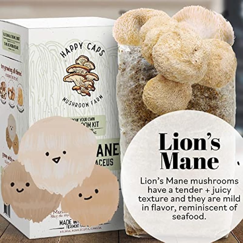 Grow Your Own Organic Mushroom Kit – Lion’s Mane – Indoor Growing Kit by Happy Caps Mushroom Farm