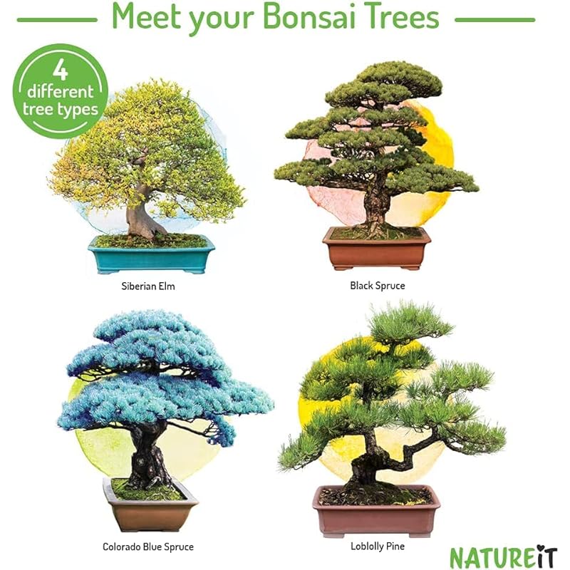 Bonsai Tree Seed Starter Kit – All You Need to Grow 4 Bonsai Trees from Seeds. All-in-One Indoor/Outdoor DIY Beginner Grow kit for Men & Women. Best Gift Idea for Mom and Dad who Have Everything