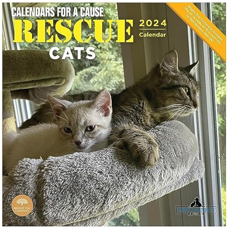 2024 Rescue Cats Monthly Wall Calendar by Bright Day, Calendars For a Cause, 12 x 12 Inch
